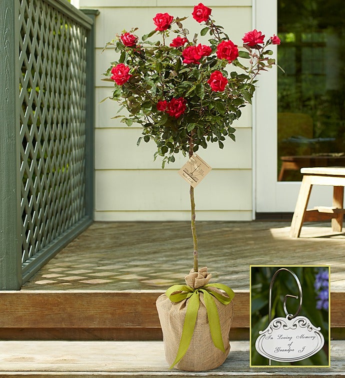 Knockout Rose Topiary for Sympathy