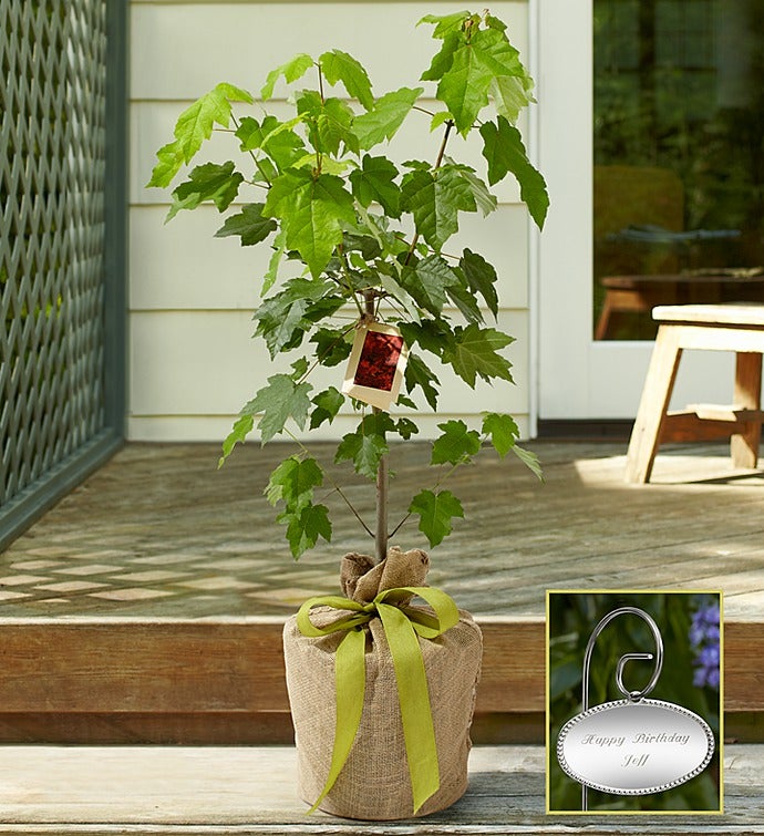 Japanese Red Maple Tree with Personalized Plaque