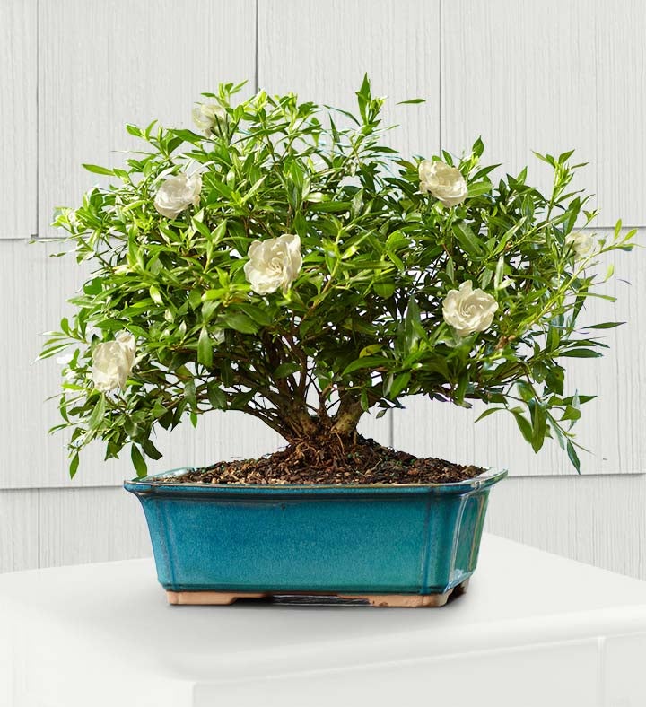 Gardenia Bonsai 6 Year Specimen