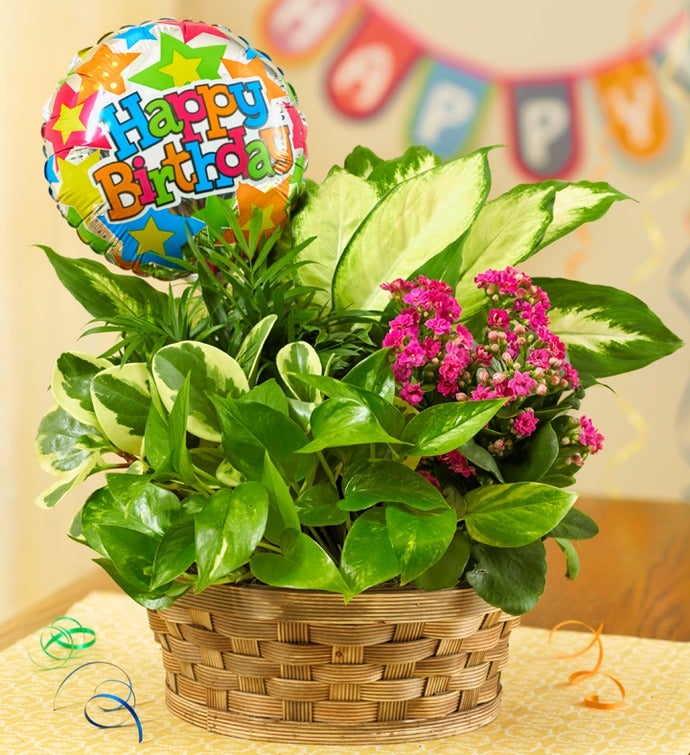 Happy Birthday Blooming Dish Garden