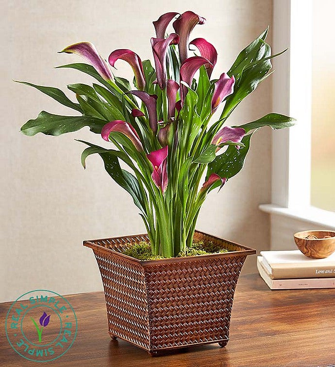 Fall Calla Lily by Real Simple®