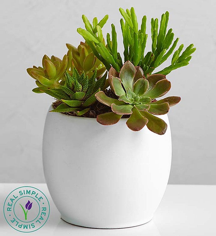 Succulent Garden by Real Simple®