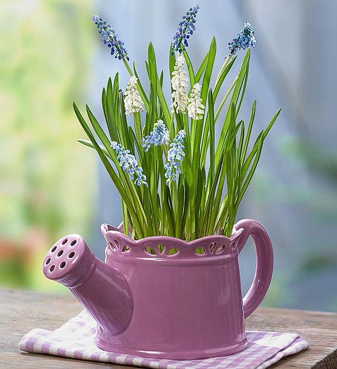 Watering Can of Blooms + Free Gloves