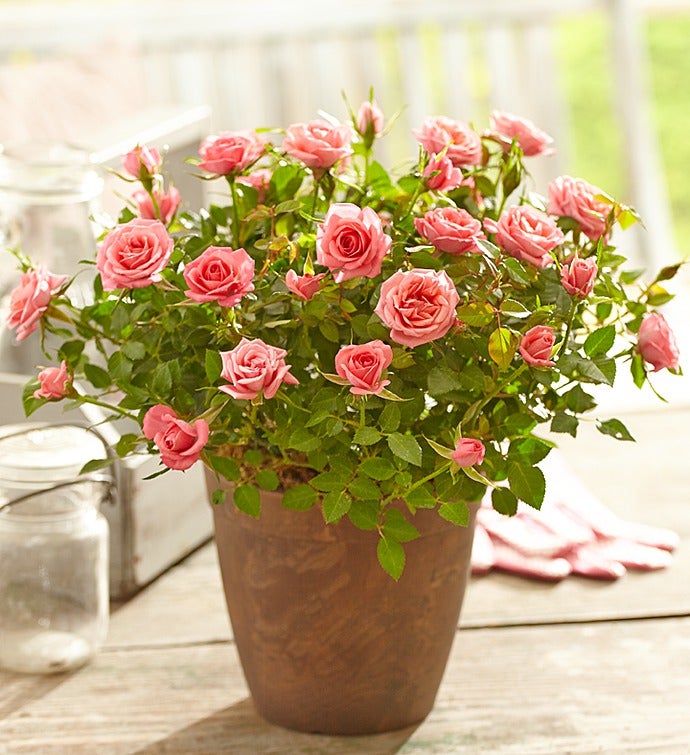 Blooming Summer Pink Rose