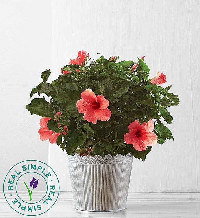 Tropical Pink Hibiscus Plant by Real Simple®