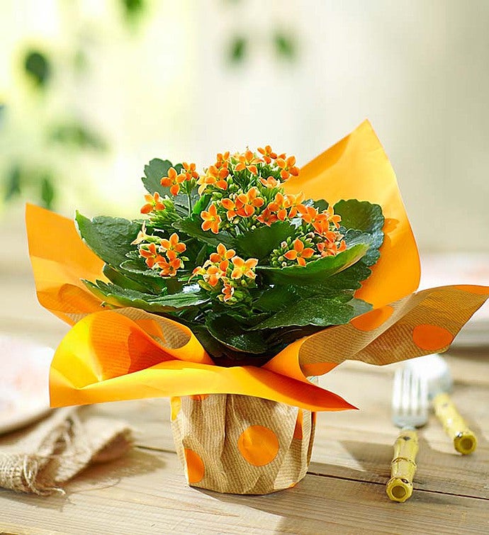 Bright Orange Kalanchoe Plant
