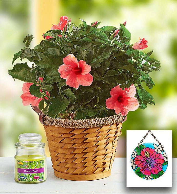 Tropical Pink Hibiscus Plant