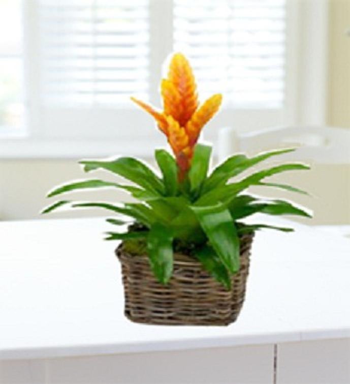 Vibrant Bromeliad