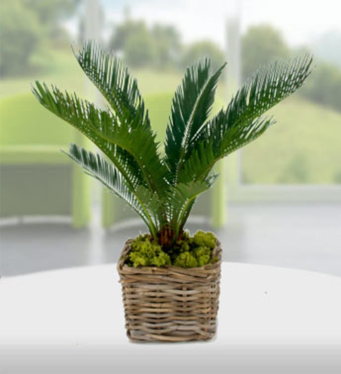 Nikau Palm