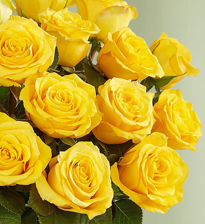 Yellow Roses, 12 24 Stems