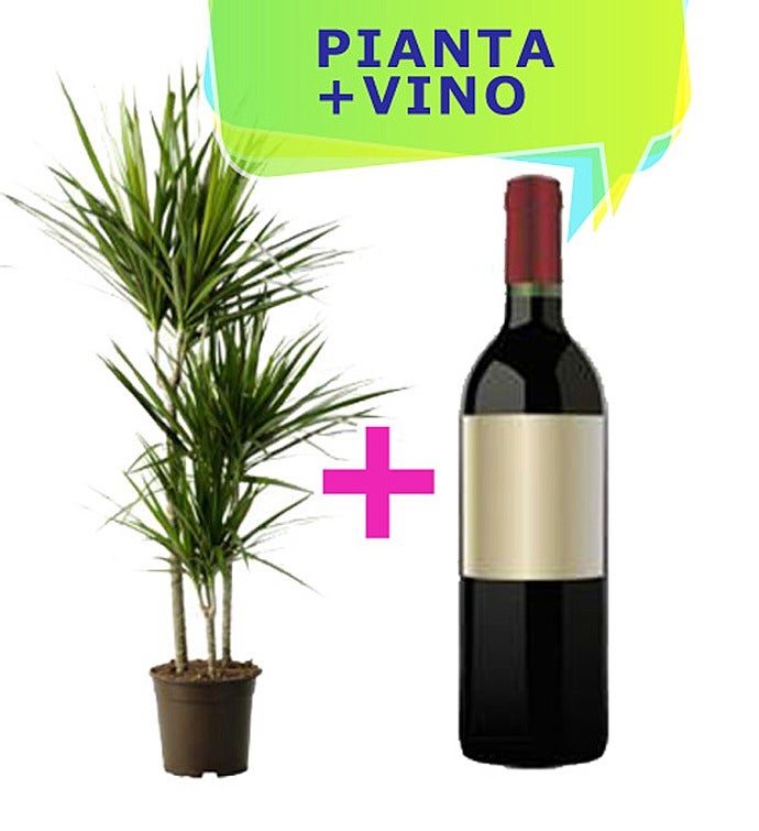 Plant and Wine Gift Set