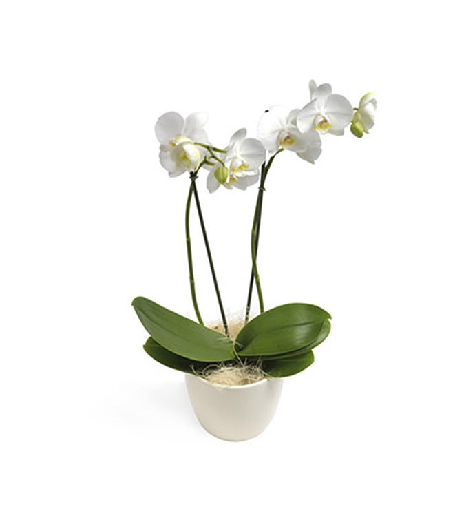 Most Wanted White Phalaenopsis Orchid