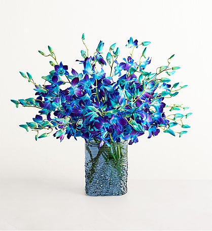 Ocean Breeze Orchids