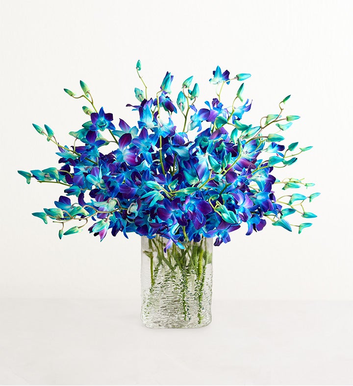 Ocean Breeze Orchids