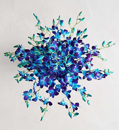 Ocean Breeze Orchids