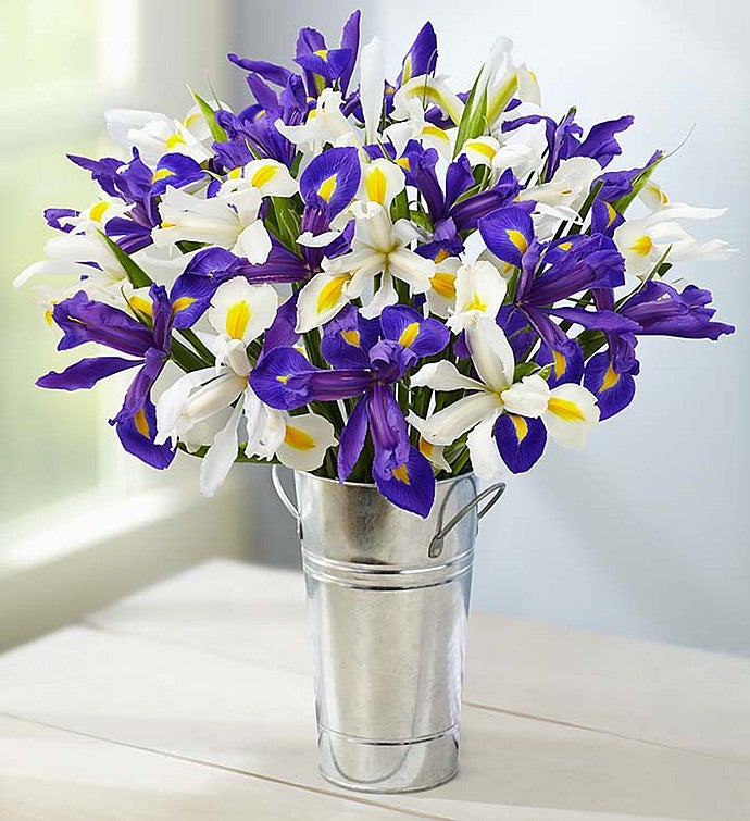 Purple & White Iris Mix