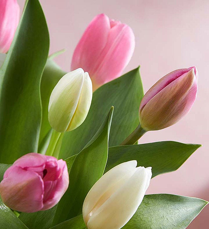 Sweet Spring Tulip Bouquet