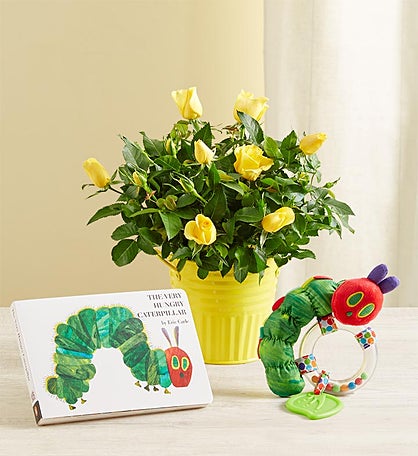 Hungry Caterpillar Rose Plant