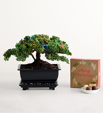 Merry Christmas Bonsai