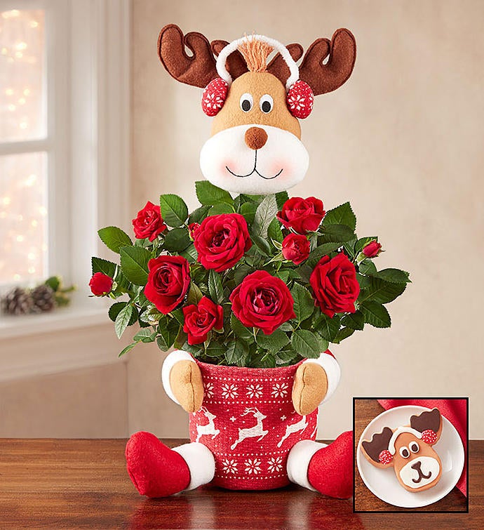 Red Rose Reindeer Plant