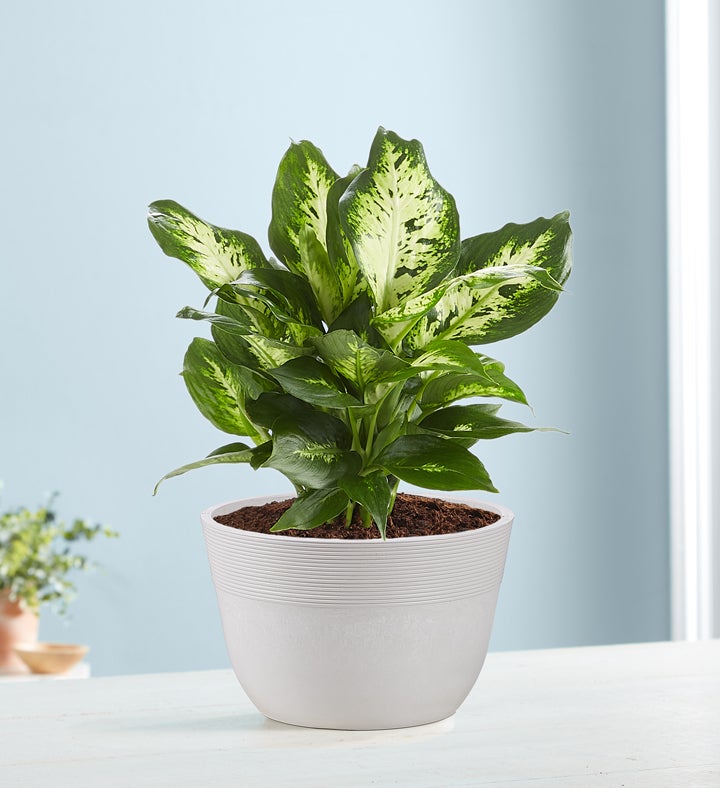 Dieffenbachia Plant Dumb Cane