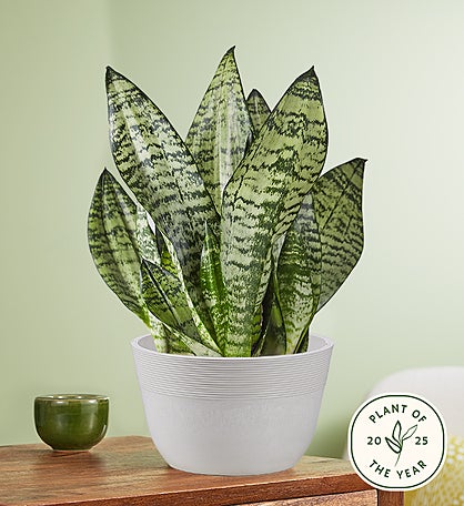 Snake Plant (Sansevieria)