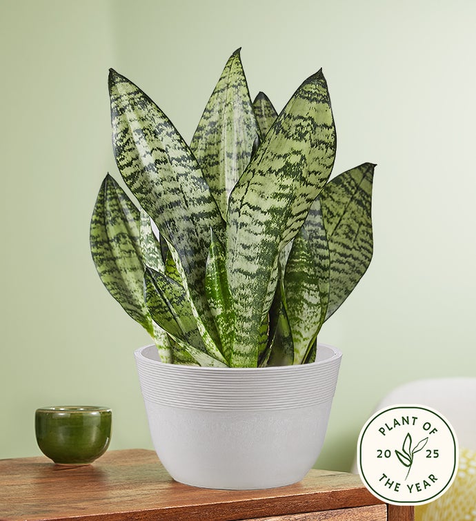 Snake Plant Sansevieria