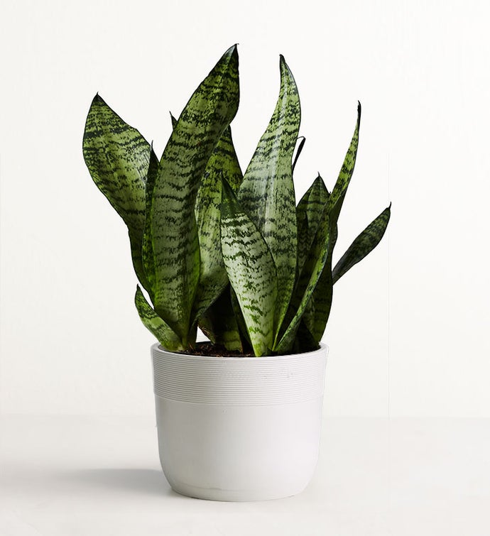 Snake Plant (Sansevieria)