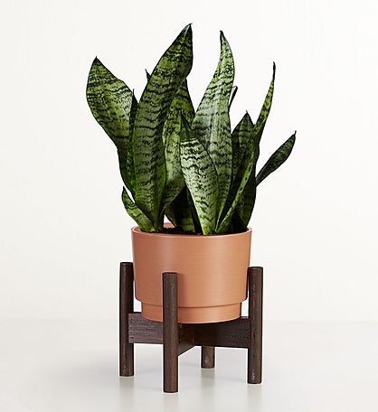 Snake Plant (Sansevieria)