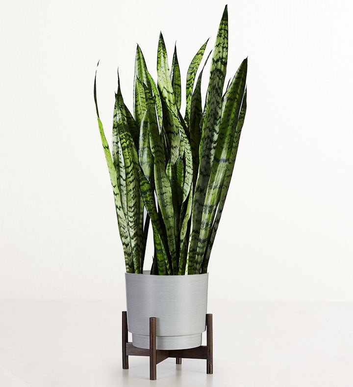 Snake Floor Plant Sansevieria