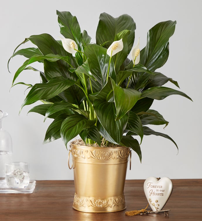 In Loving Memory Peace Plant