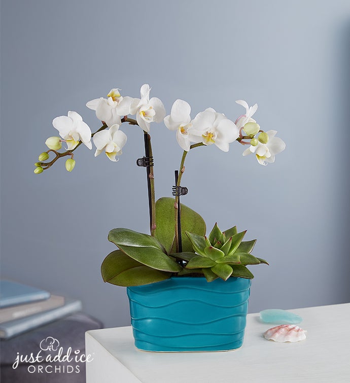 Beachside Bliss Orchid Garden