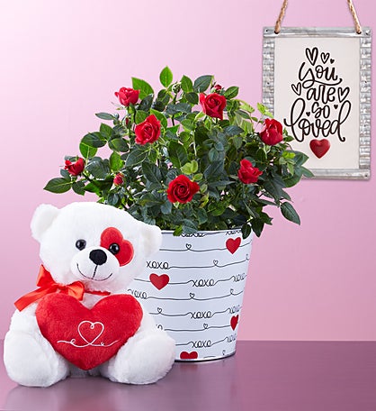 Bundle of Love Rose Plant