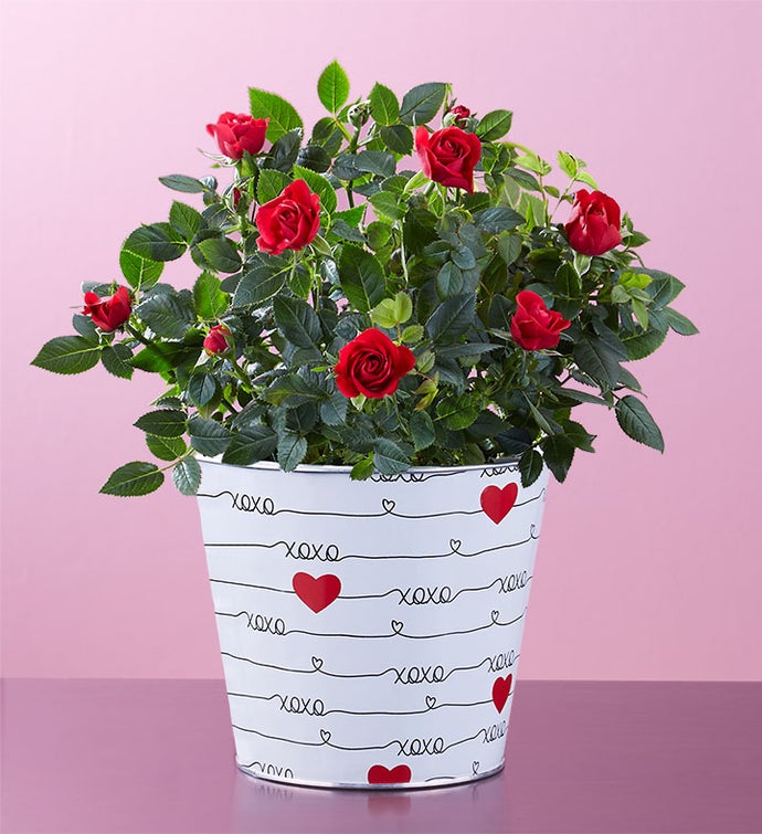 Love Rose Plant