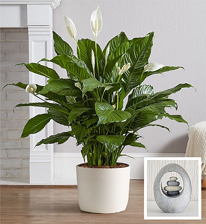 Remembrance Peace Lily Floor Plant
