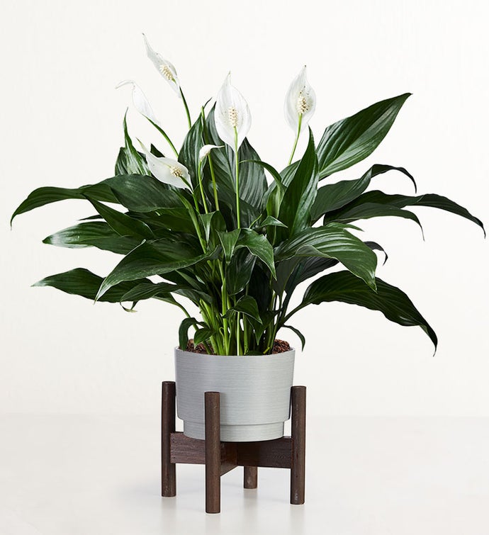 Calming Peace Lily Plant