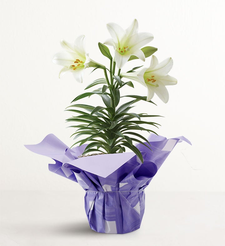 Easter Blessings Lily