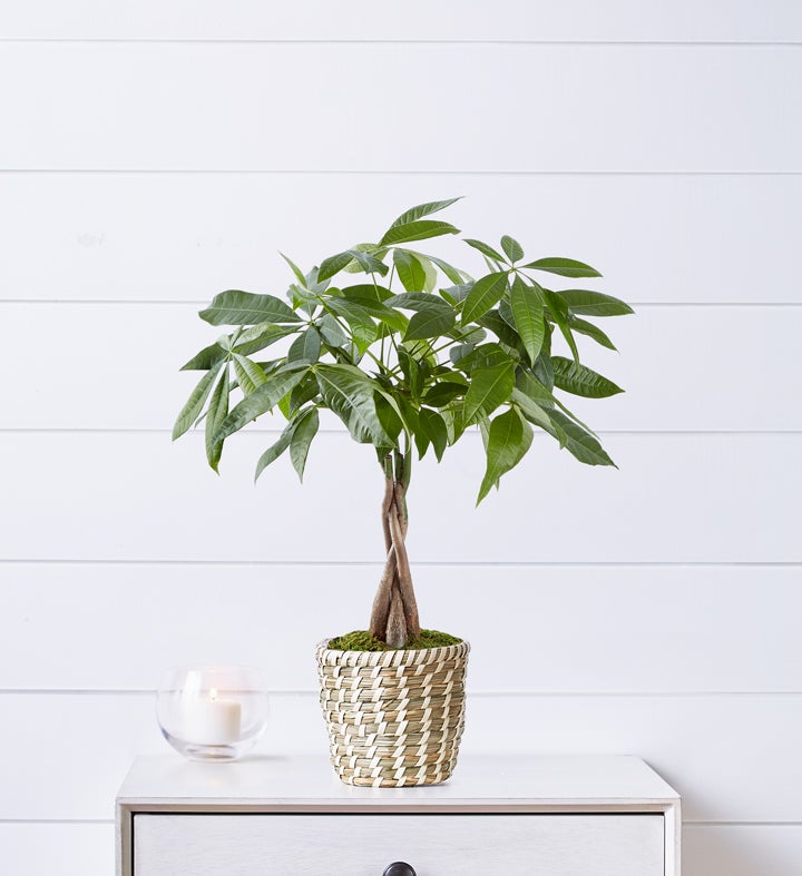 Plant Continuity  Money Tree Small  November