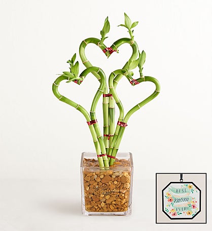 Sweetheart Bamboo for Mother’s Day