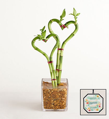 Sweetheart Bamboo for Mother’s Day