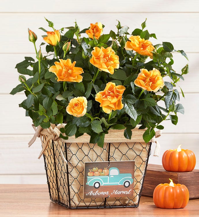 Autumn Harvest Rose
