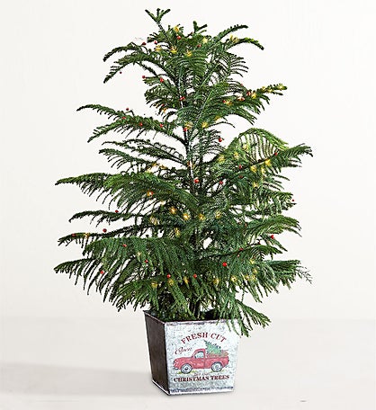 Large Farmstand Fresh Norfolk Pine