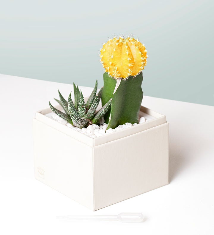 Brighter Days Ahead Succulents by Lula’s Garden