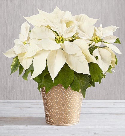 Silent Night White Poinsettia