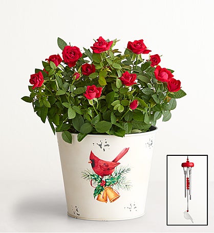 Christmas Cardinals Red Rose Plant