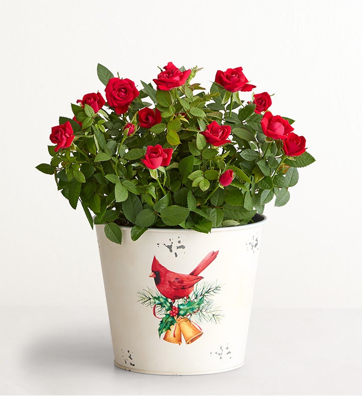 Christmas Cardinals Red Rose Plant