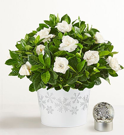 White Christmas Gardenia Plant