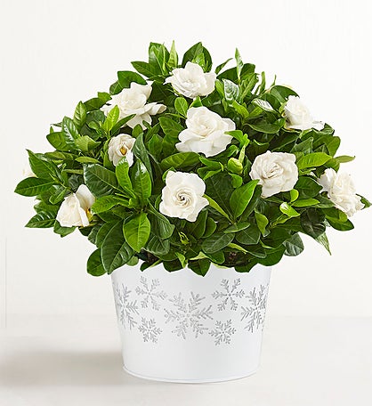 White Winter Gardenia Plant