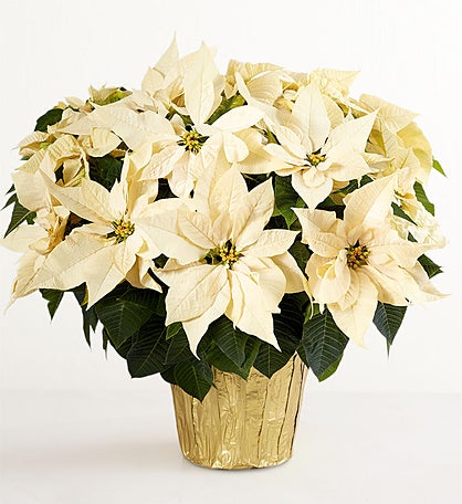 White Holiday Poinsettia Floor Plant