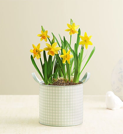Delightful Daffodils Bulb Garden